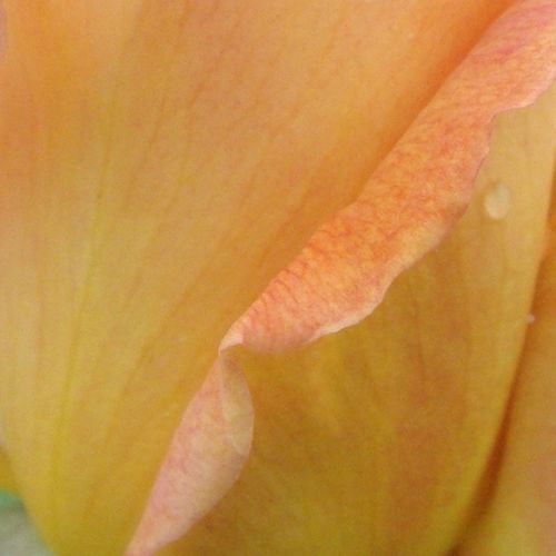 Magazinul de Trandafiri - trandafir teahibrid - galben - Rosa Diorama - trandafir cu parfum intens - De Ruiter Innovations BV. - Înflorire timpurie, culoare pastel și miros plăcut.